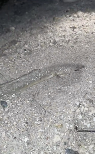 Shrimp eel (Ophichthus gomesii) — Ophichthidae — 4