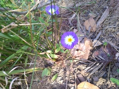 Convolvulus tricolor