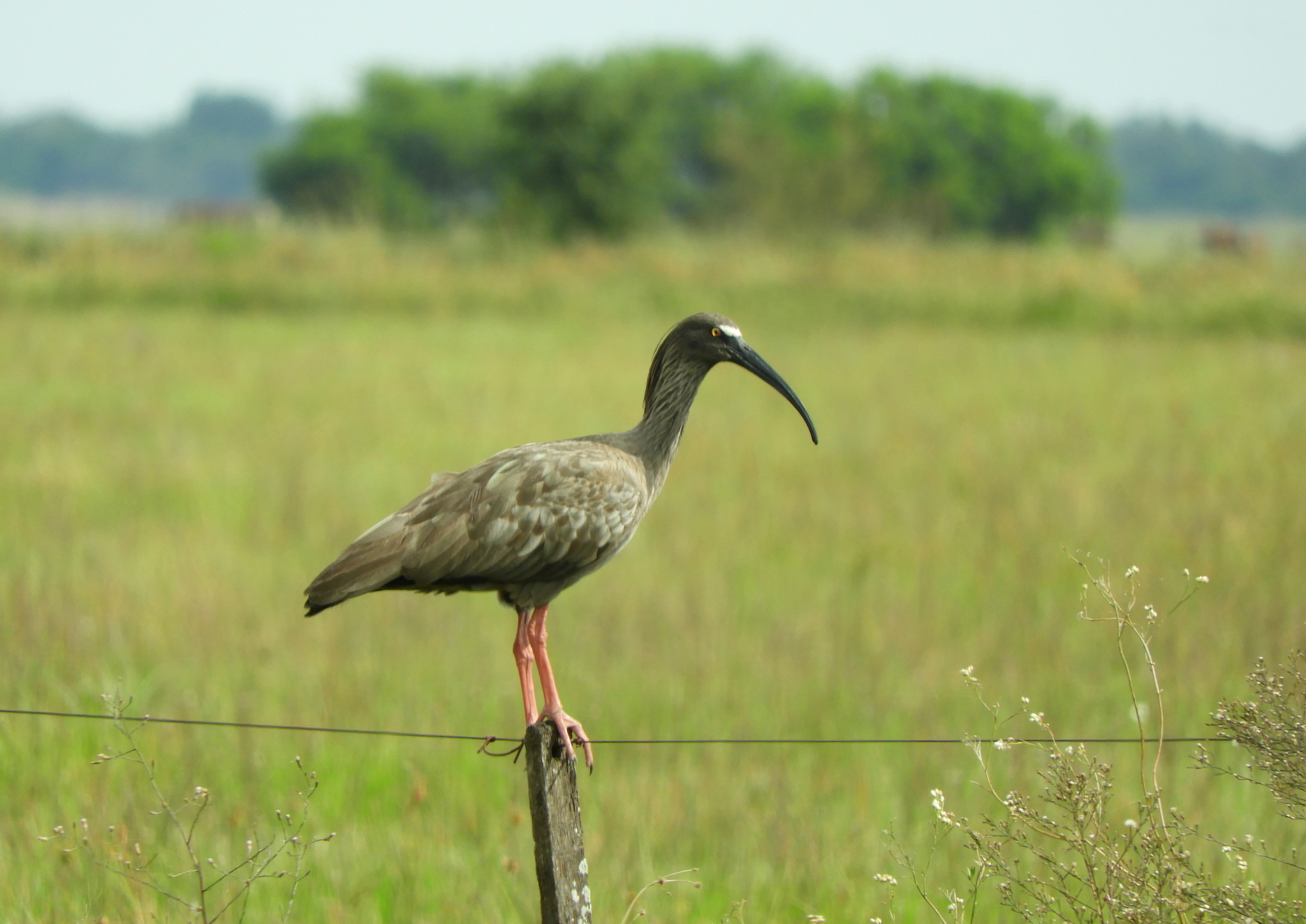 Plumbeous Ibis (Theristicus caerulescens), photo 5