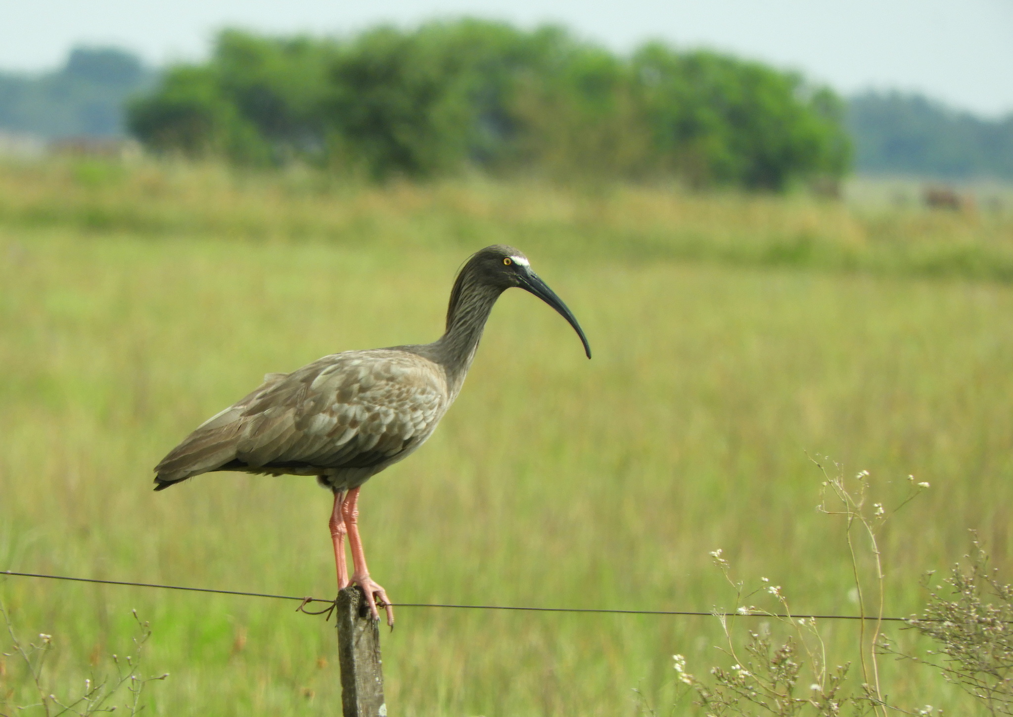 Plumbeous Ibis (Theristicus caerulescens), photo 4