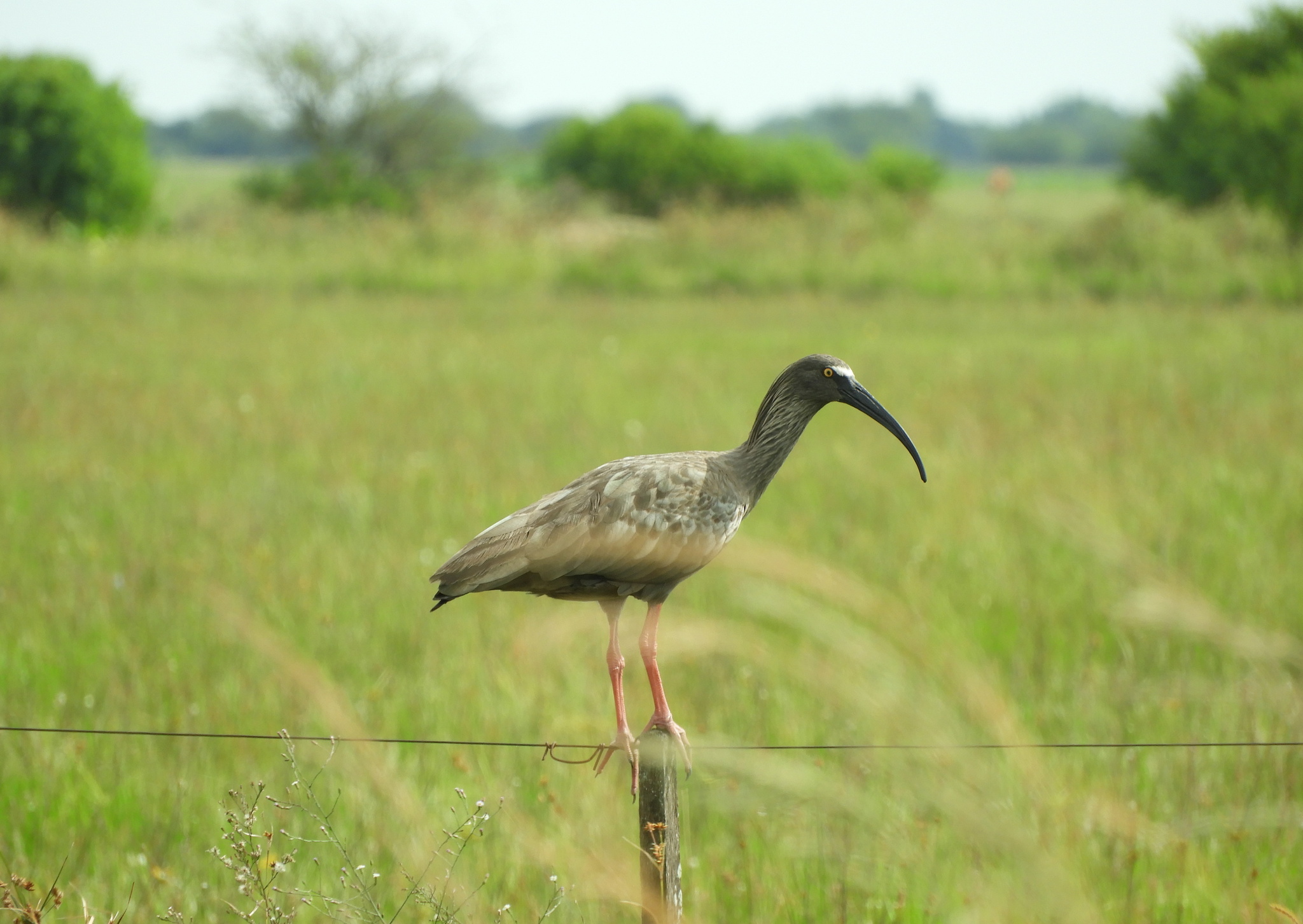 Plumbeous Ibis (Theristicus caerulescens), photo 6