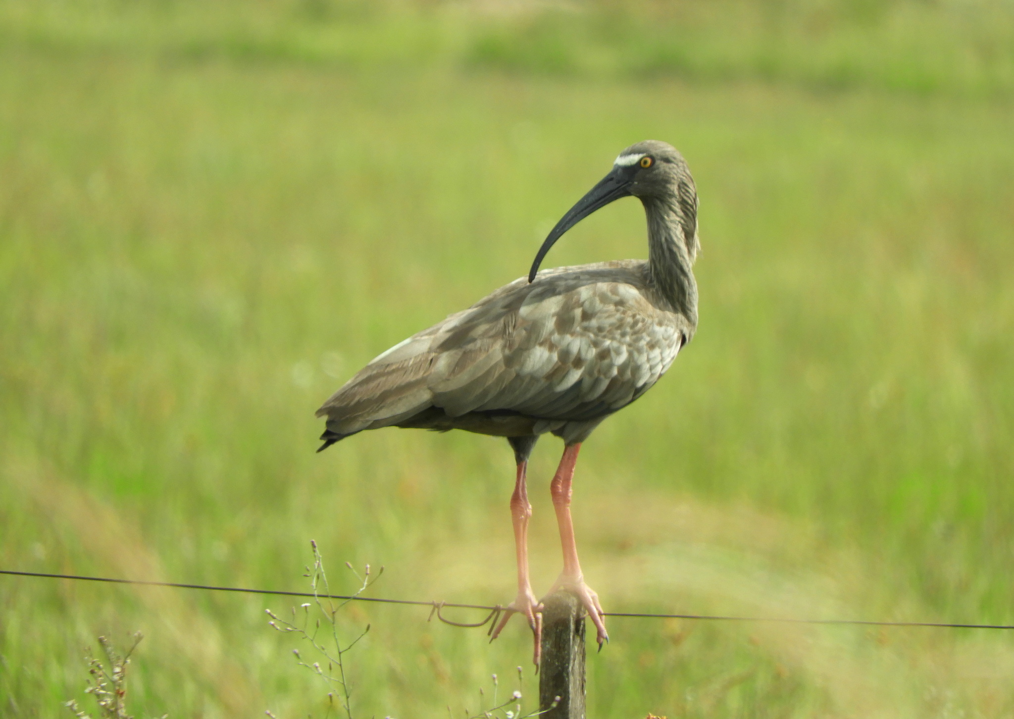 Plumbeous Ibis (Theristicus caerulescens), photo 7
