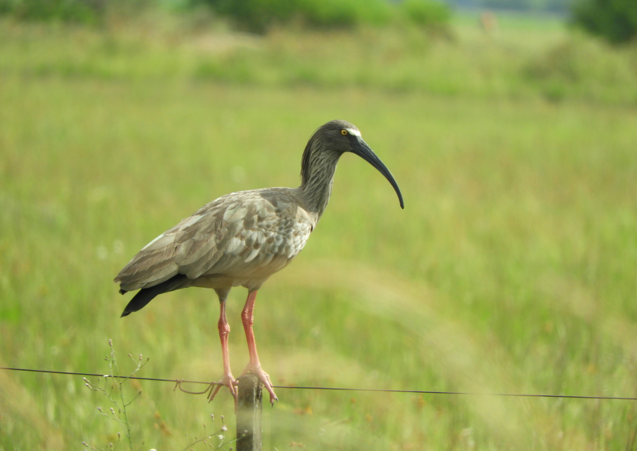 Plumbeous Ibis (Theristicus caerulescens), photo 8