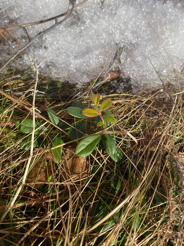 Lingonberry