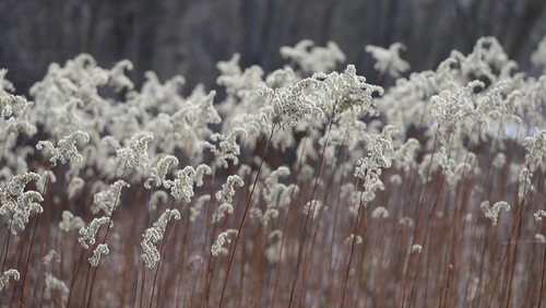 Kanadinė rykštenė nuotrauka