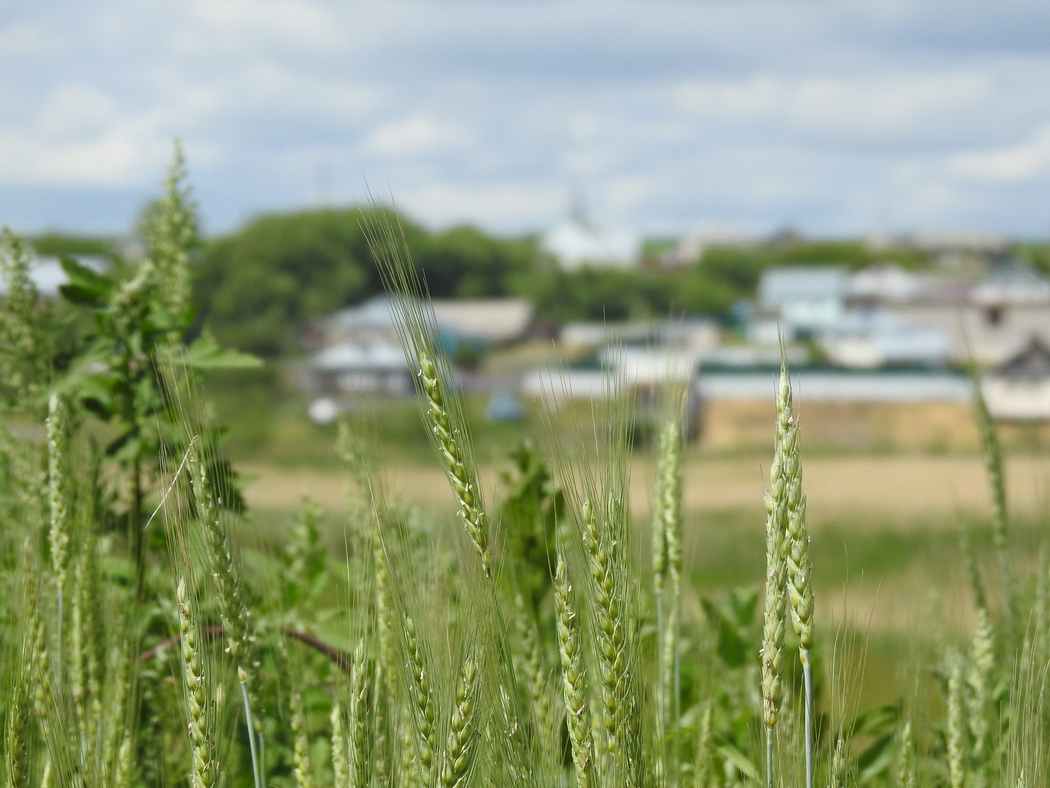 Bread Wheat (Triticum aestivum)