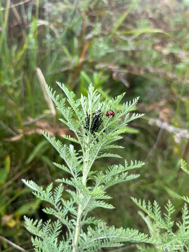 African wormwood (Artemisia afra)