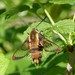 Diervilla Clearwing - Photo (c) Christian Grenier, some rights reserved (CC BY-NC), uploaded by Christian Grenier