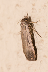 Tathorhynchus exsiccata