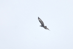 Nisaetus cirrhatus limnaeetus