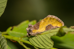 Chalcopasta fulgens
