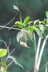 Ploceus jacksoni
