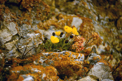 Papaver leucotrichum