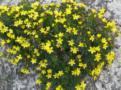 Linum arboreum, photograph (c) Eleftherios Katsillis, some rights reserved (CC BY)