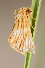 Eulithosia discistriga