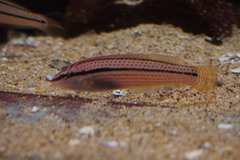 Multicolorfin Rainbowfish photo 5