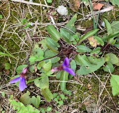 Viola inconspicua