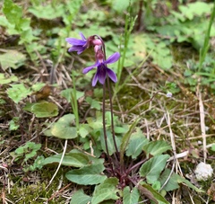 Viola inconspicua