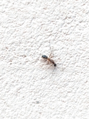 Camponotus substitutus