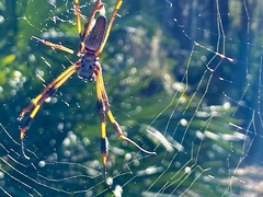Trichonephila clavipes image