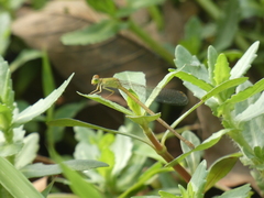 Ceriagrion coromandelianum