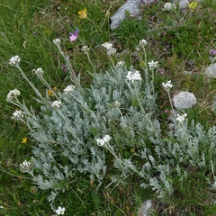 Achillea clavennae