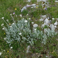 Achillea clavennae