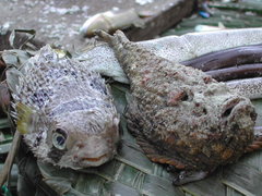 Diodon liturosus