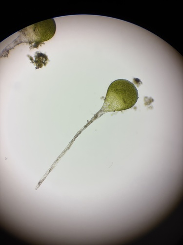 Protosiphonaceae