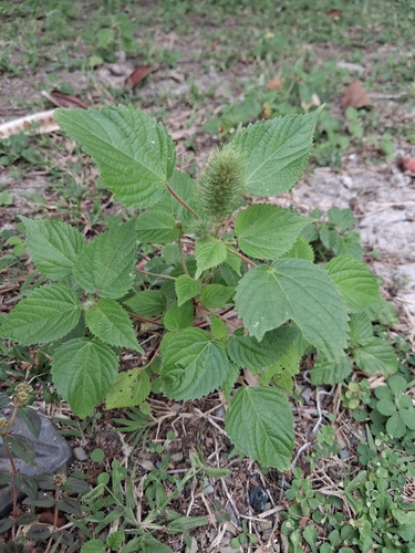 Foxtail copperleaf (Acalypha alopecuroidea)