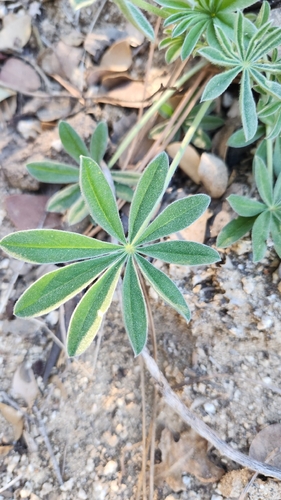 Grape Soda Lupine (Lupinus excubitus)
