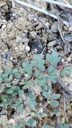 Heermann's Lotus (Acmispon tomentosus)