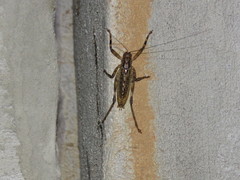 Ancistrocercus circumdatus