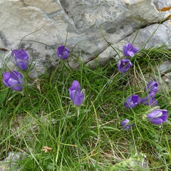 Edraianthus