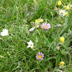 Erigeron alpinus