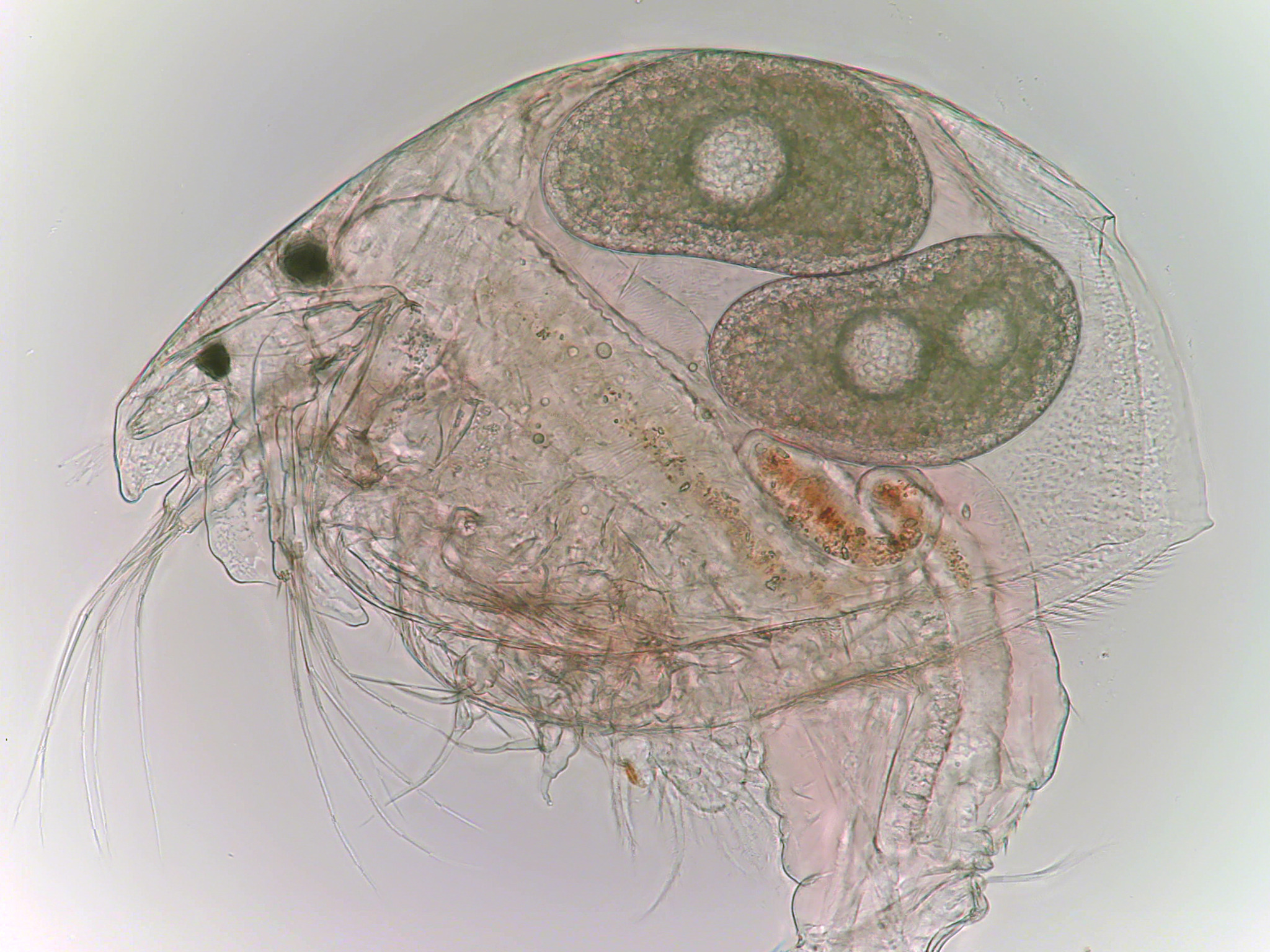 Alonella excisa (Fischer, 1854)