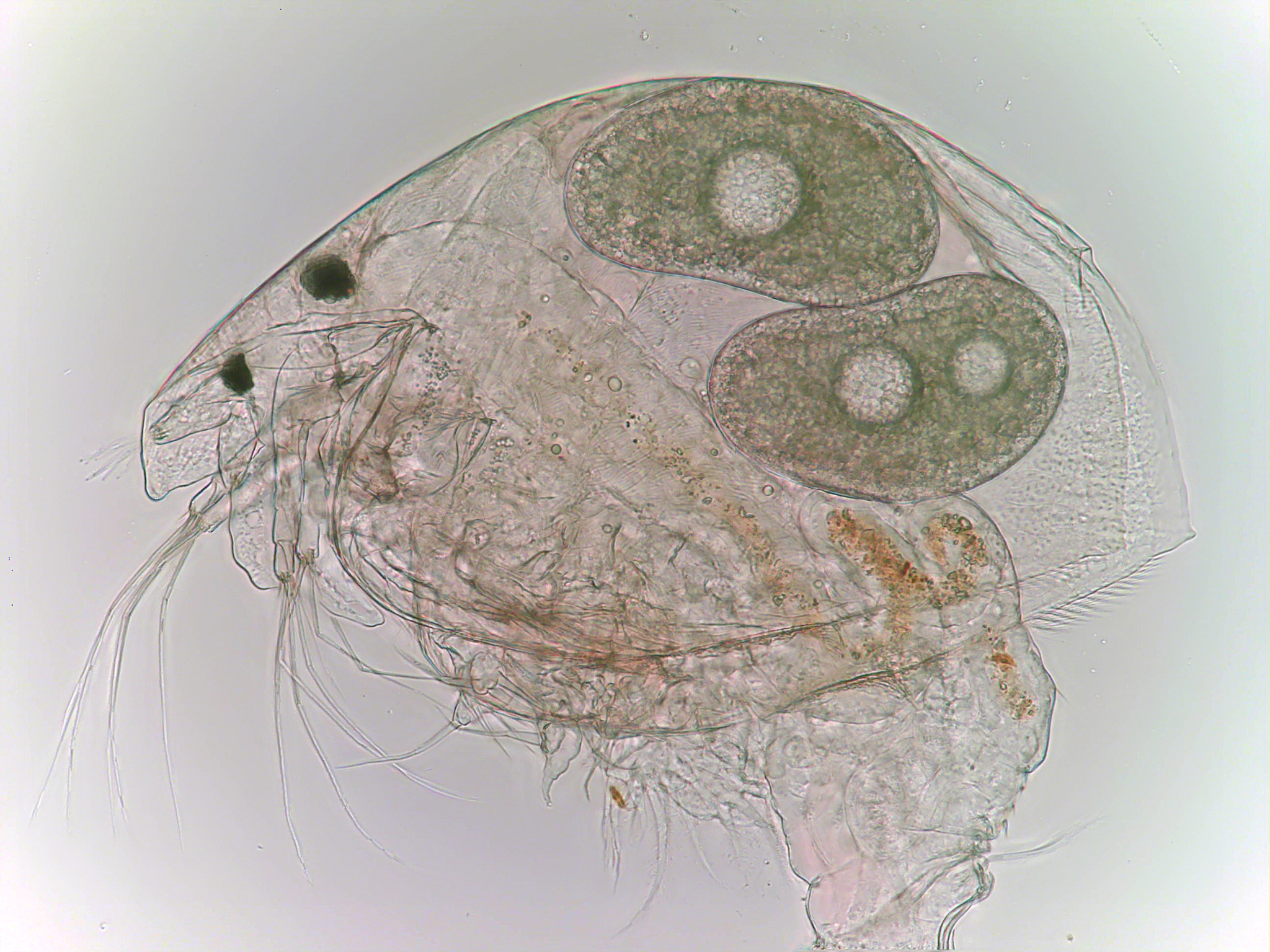 Alonella excisa (Fischer, 1854)