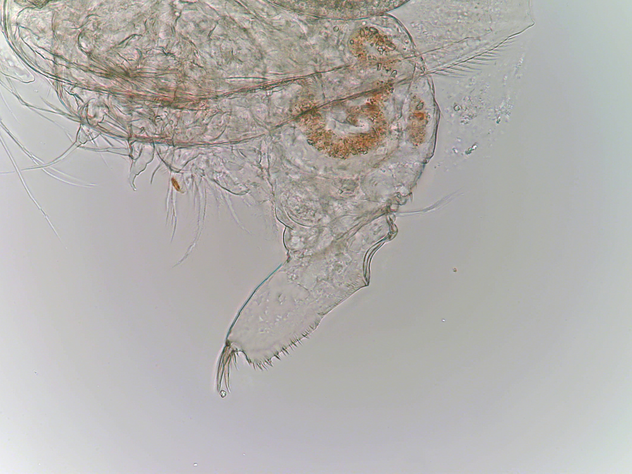 Alonella excisa (Fischer, 1854)