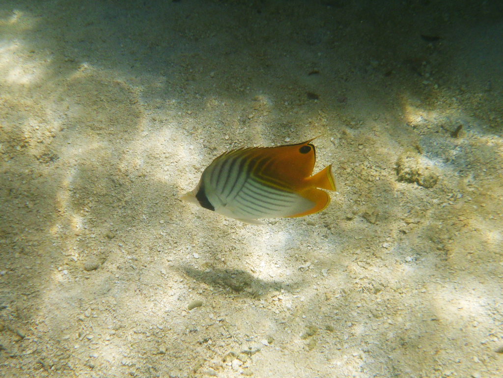 Threadfin butterflyfish