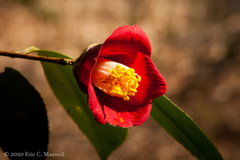 Camellia japonica