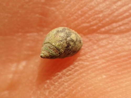 Melarhaphe neritoides