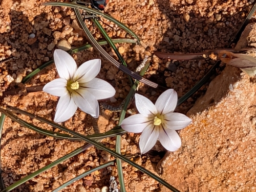 Sand Crocus (Romulea columnae)