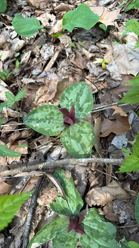 Trillium decumbens, photograph 4