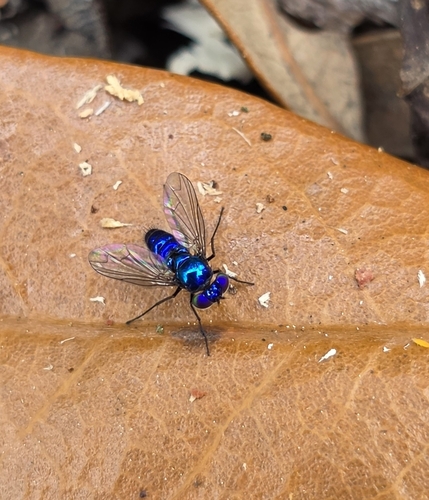 Unknown species found near Marion County, US-FL, US