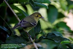Vireo pallens