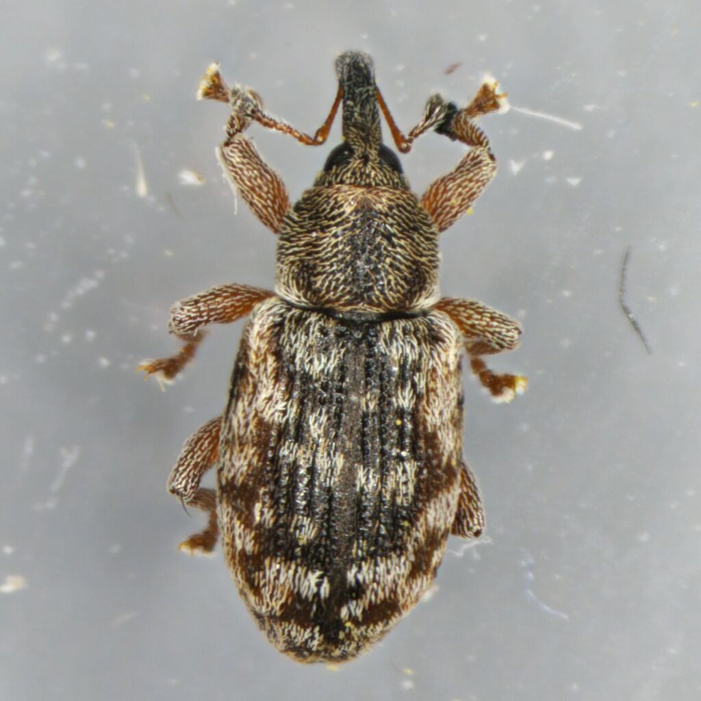 Dorytomus occalescens