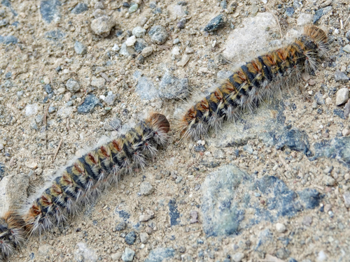 Avistamiento Thaumetopoea pityocampa