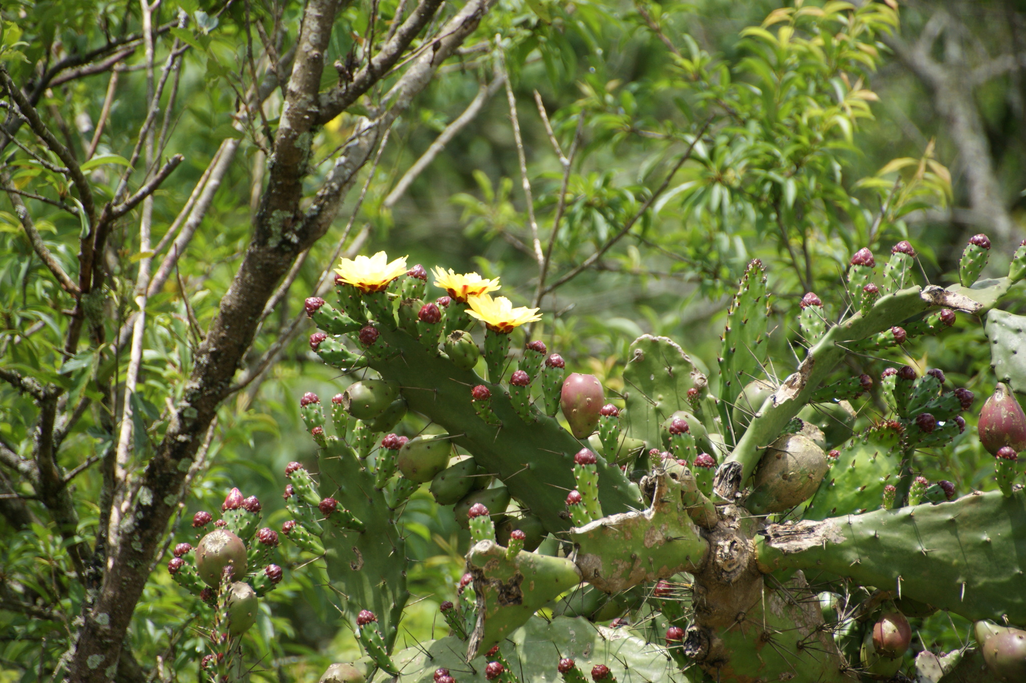 Opuntia monacantha — ảnh 3