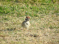 Chondestes grammacus