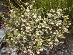 Erica cumuliflora